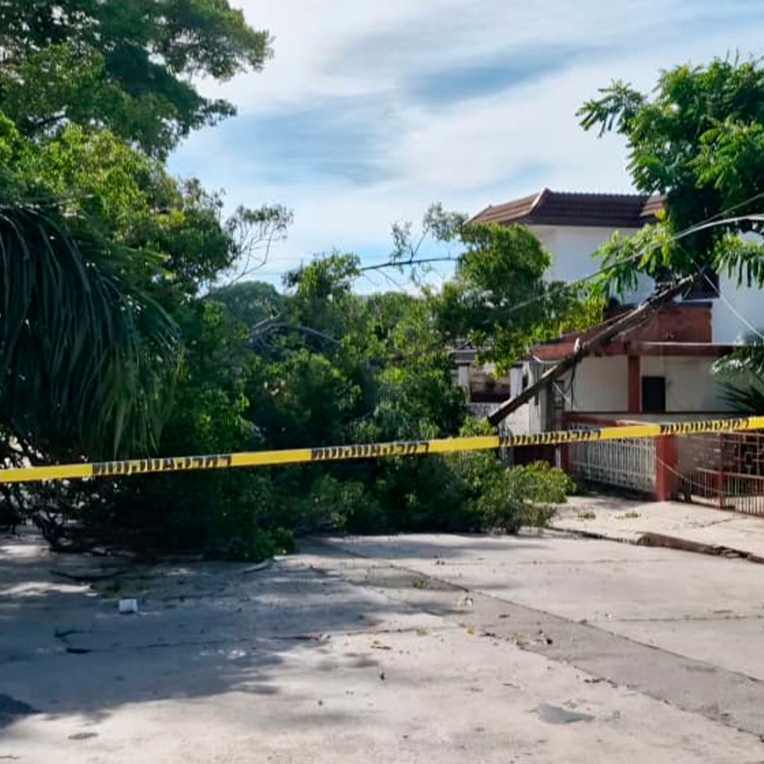 Árbol de Gran Tamaño cae Sobre Vivienda y Provoca Corte de Energía Eléctrica en Tampico